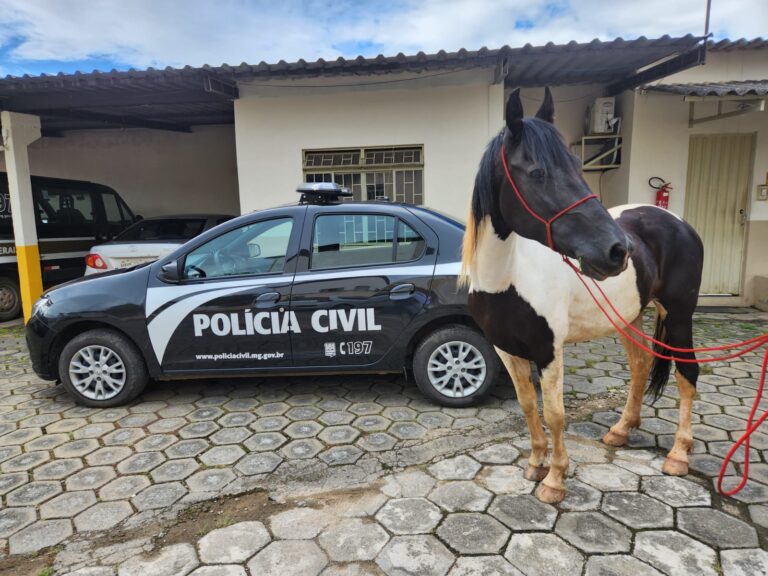 Cavalo avaliado em R$50 mil furtado em Viçosa é recuperado pela PCMG