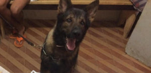 Cão farejador localiza drogas enterradas em meio a um matagal