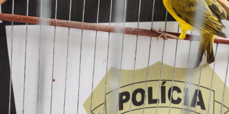 Fala Sodré - Polícia Civil