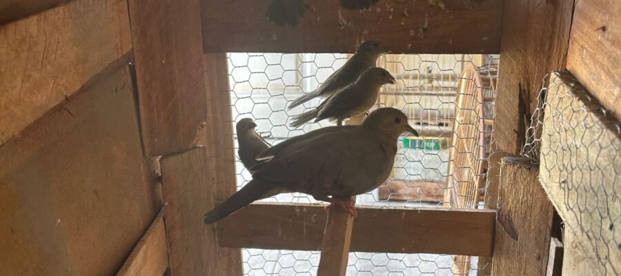 No decorrer da Operação LIBERTAS, na cidade de Ubá