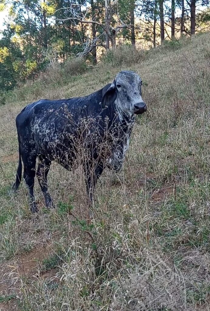 Cerca de 180 cabeças de gado e 700 munições são apreendidas na Zona da Mata