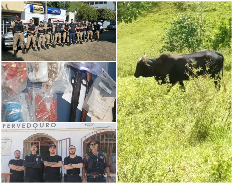 Cerca de 180 cabeças de gado e 700 munições são apreendidas na Zona da Mata