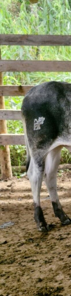 Cerca de 180 cabeças de gado e 700 munições são apreendidas na Zona da Mata