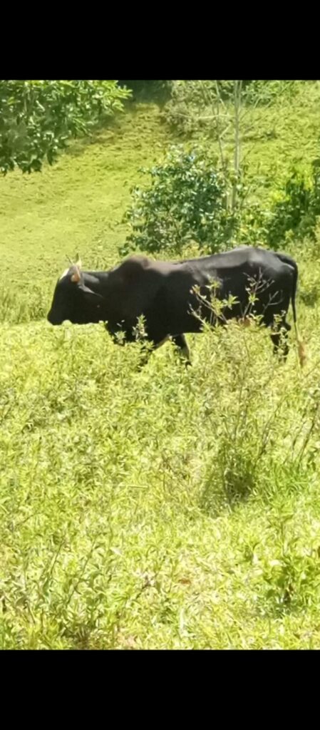 Cerca de 180 cabeças de gado e 700 munições são apreendidas na Zona da Mata