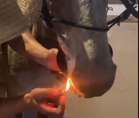 Ocorrência Maus-tratos a mula