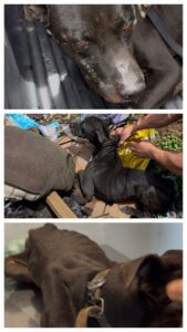 A Polícia Militar de Meio Ambiente prendeu em flagrante, na tarde desta segunda-feira (02/02), um homem de 54 anos por tentar matar o próprio cachorro a pauladas em Juiz de Fora/MG.