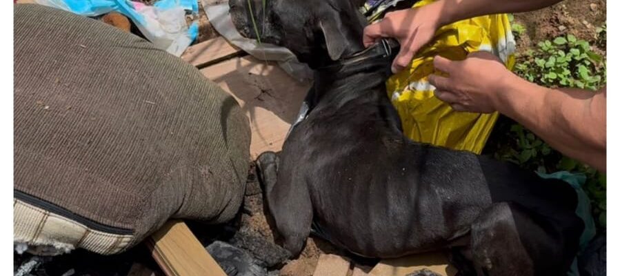 A Polícia Militar de Meio Ambiente prendeu em flagrante, na tarde desta segunda-feira (02/02), um homem de 54 anos por tentar matar o próprio cachorro a pauladas em Juiz de Fora/MG.