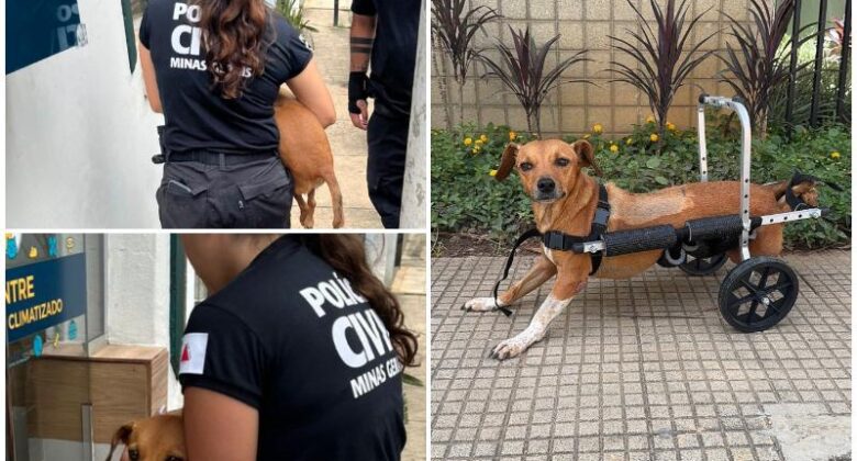 Polícia Civil resgata cadela paraplégica durante enchentes em Ubá