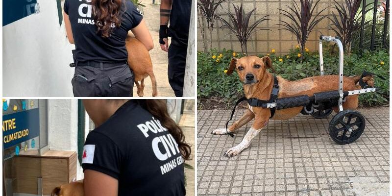 Polícia Civil resgata cadela paraplégica durante enchentes em Ubá