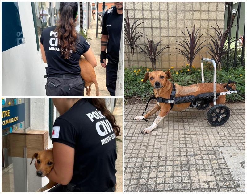 Polícia Civil resgata cadela paraplégica durante enchentes em Ubá