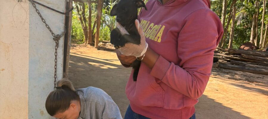 vacinação antirrábica na zona rural